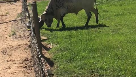 Longhorn Cow Plays With Old Tire