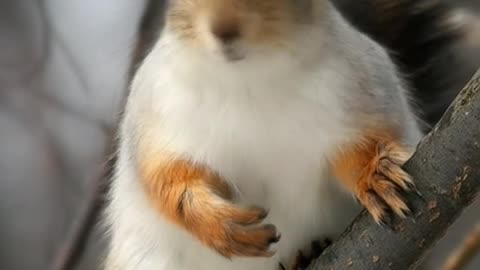 Animal