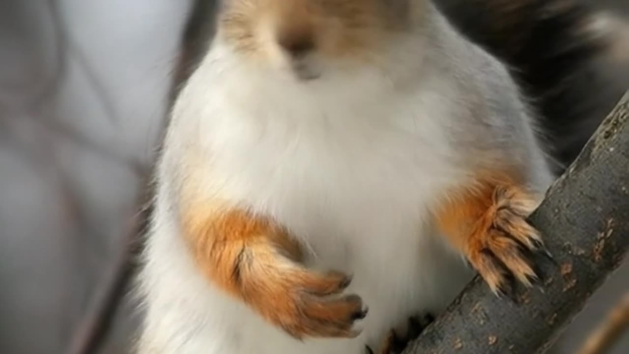 Animal