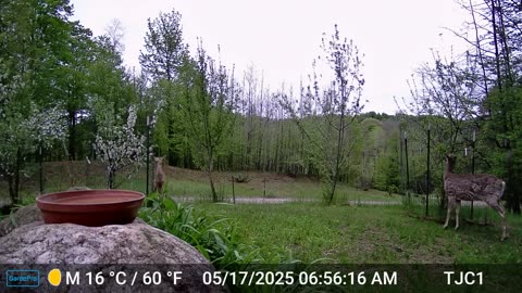 Deer enjoying an apple tree snack
