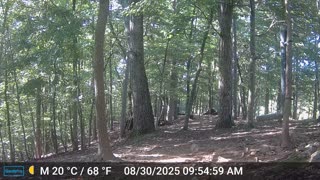 The Woods – 08/30/2025
