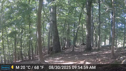 The Woods – 08/30/2025
