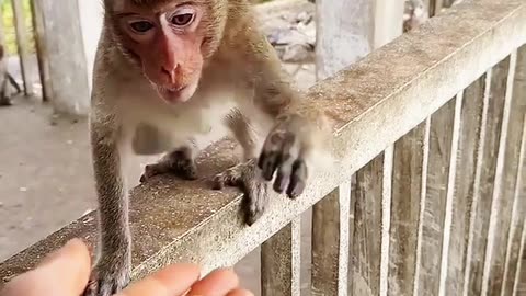 Funny video monkey hand is very fast.