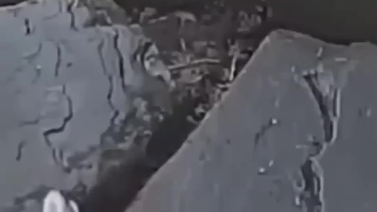 Funny Cat Compilation
