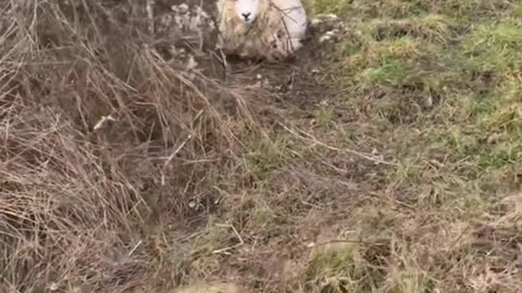 Sheep Won’t Leave Man Alone After Rescue