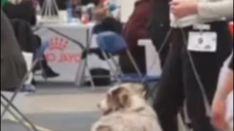 Professional Loved Dogs