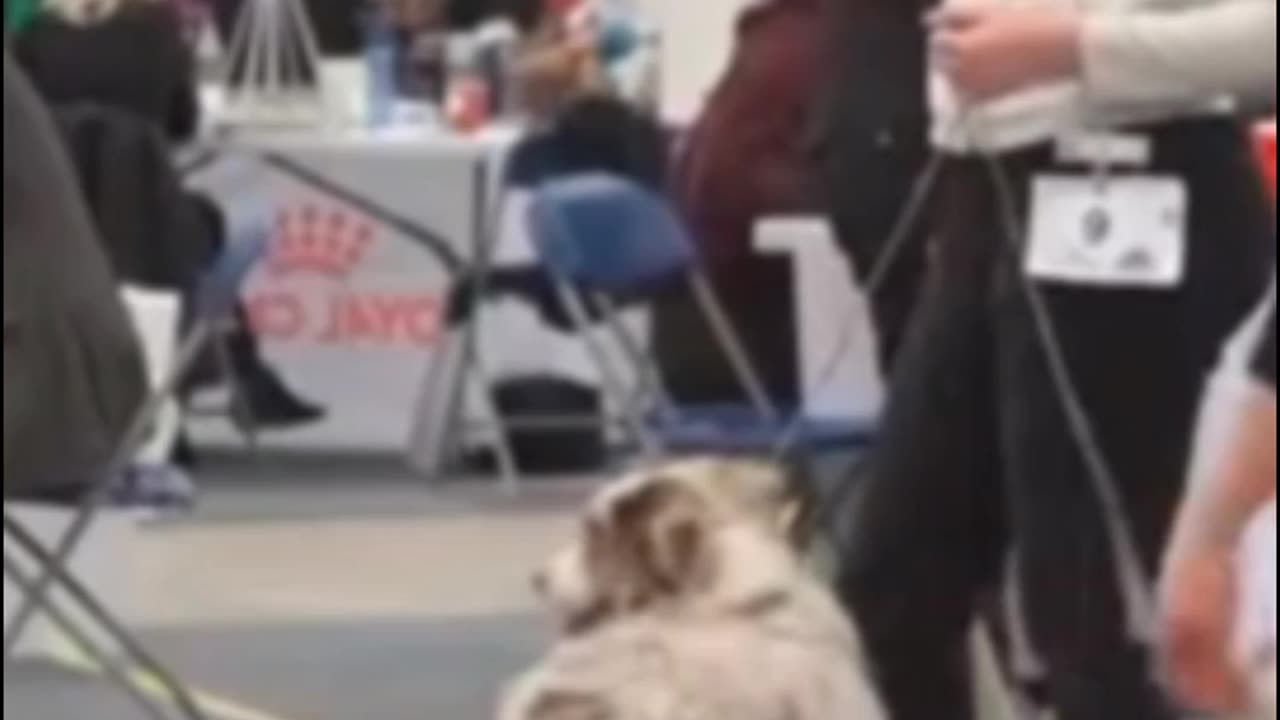 Professional Loved Dogs