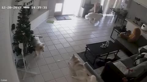funny-Christmas-animal-videos--cats-and-dogs-on-holidays