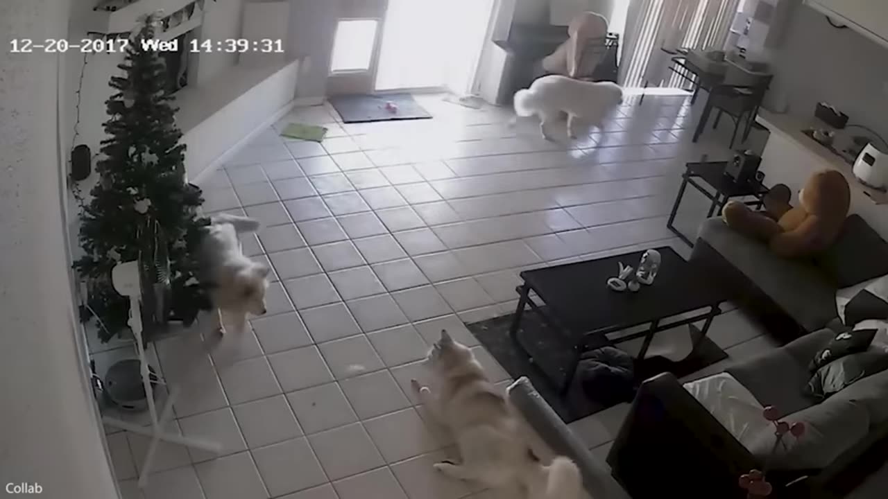 funny-Christmas-animal-videos--cats-and-dogs-on-holidays