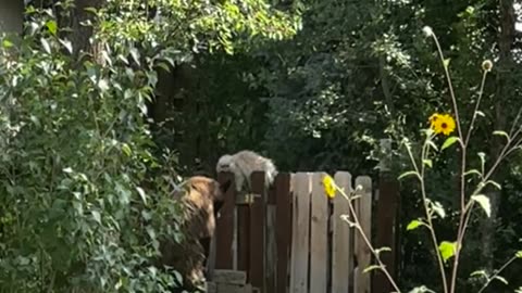 Mr. Meowgi Meets a Bear