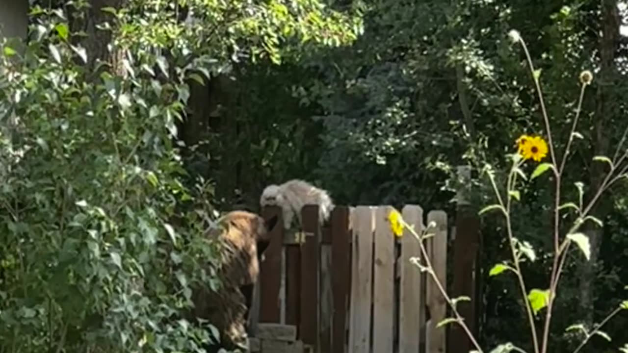 Mr. Meowgi Meets a Bear