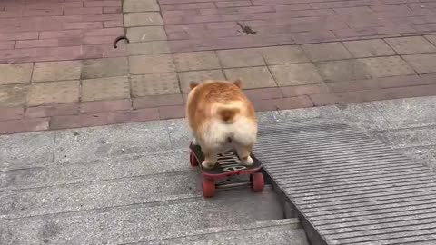 Smart dog
