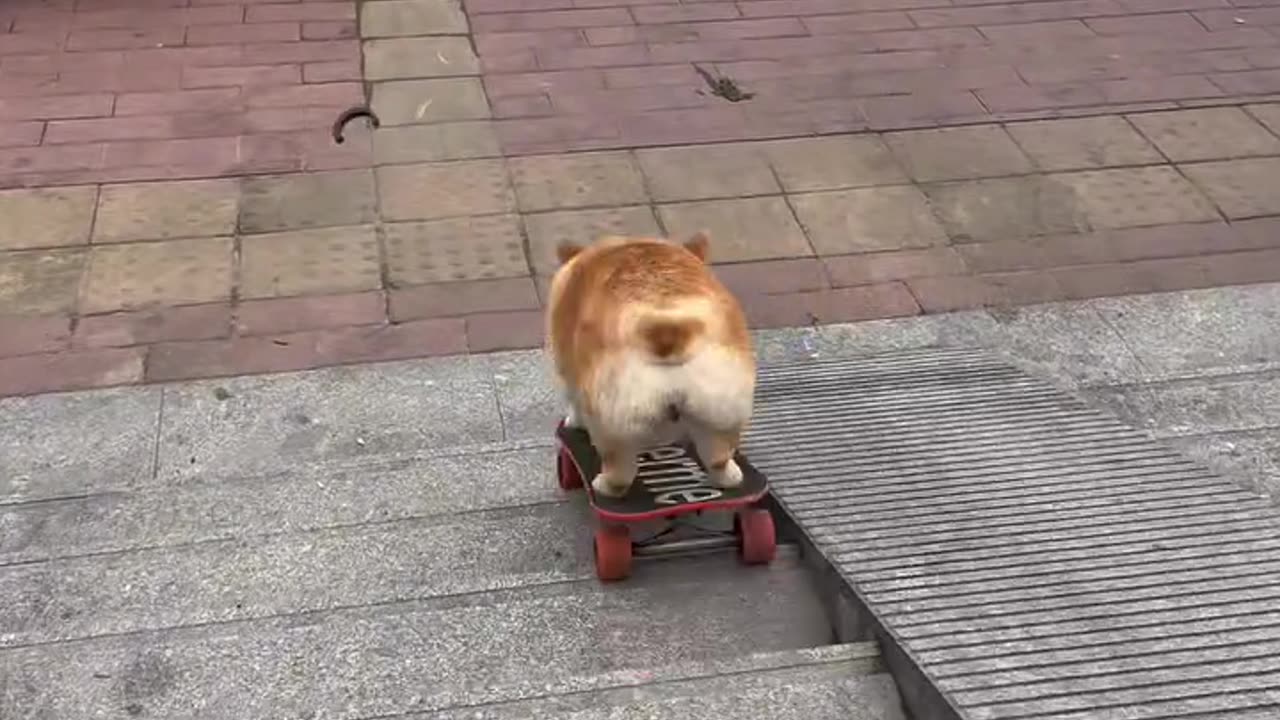 Smart dog