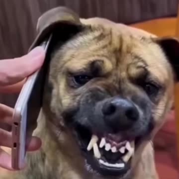 Funny dog face exprations never seen