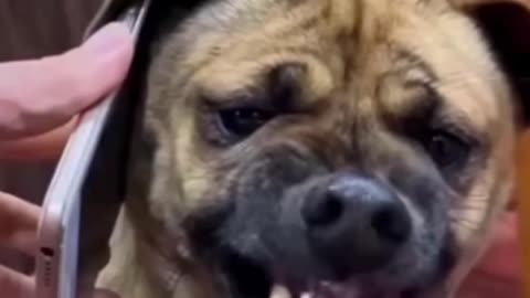 Funny dog face exprations never seen