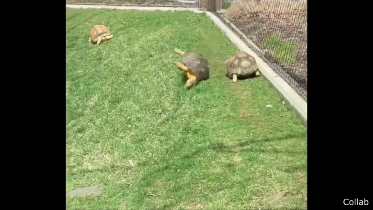 LOL