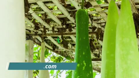 Benefits of Bottle gourd in Summer