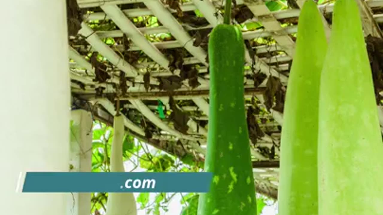 Benefits of Bottle gourd in Summer