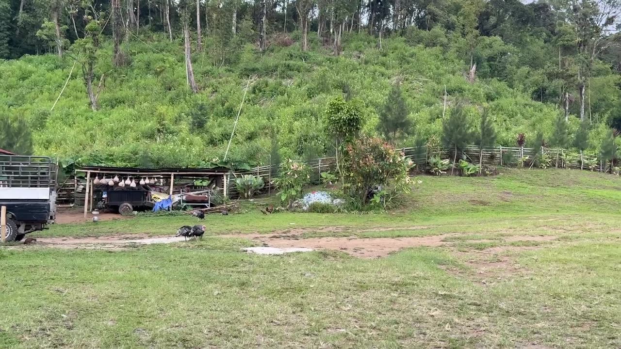 Free-Range Poultry Farming | Raising Birds in the Heart of Nature