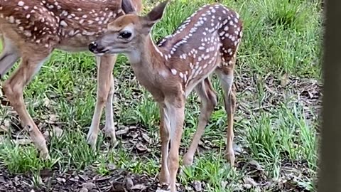 Feeding the Neighborhood Deer