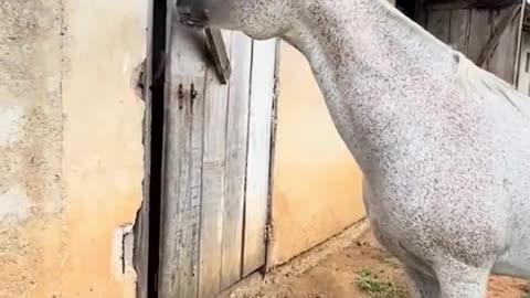 Are Horses That Clever
