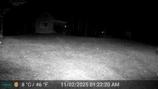 Bear Looking for Food