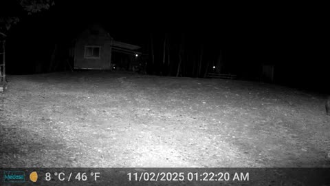 Bear Looking for Food