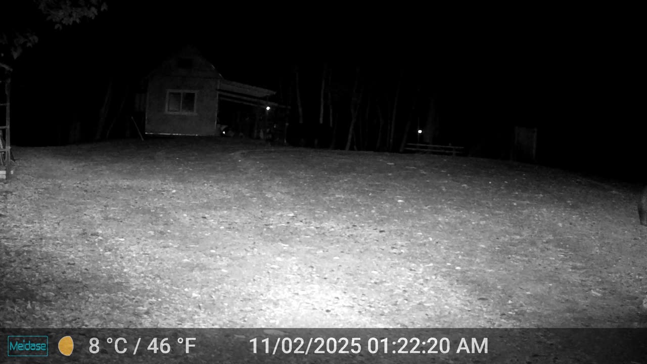 Bear Looking for Food