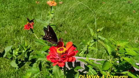 Summer Things With Wings