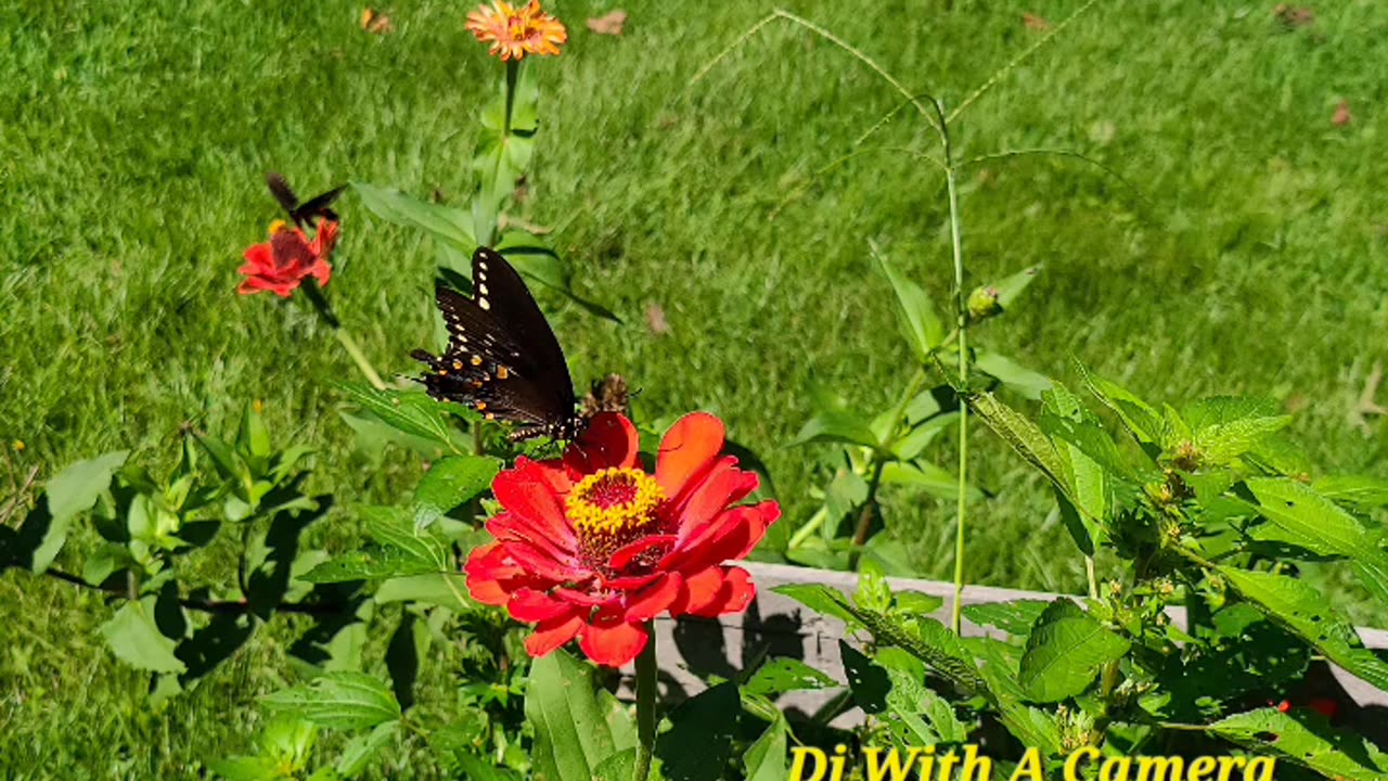 Summer Things With Wings