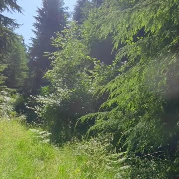 Paradise Within God's Will