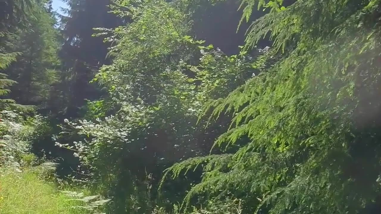 Paradise Within God's Will