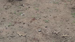 Infested with Tomato Horn Worms, FREE snacks for the chickens