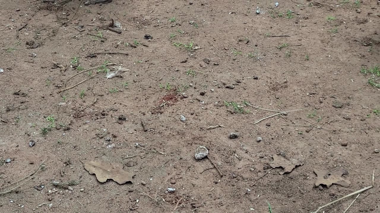 Infested with Tomato Horn Worms, FREE snacks for the chickens