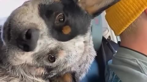 Animals Funny Video
