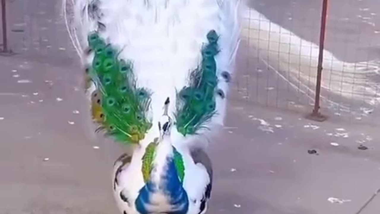 🤯✨ Witness The Stunning Peacock With Partial Albinism Spread Its Feathers! | FeedMyCuriosity