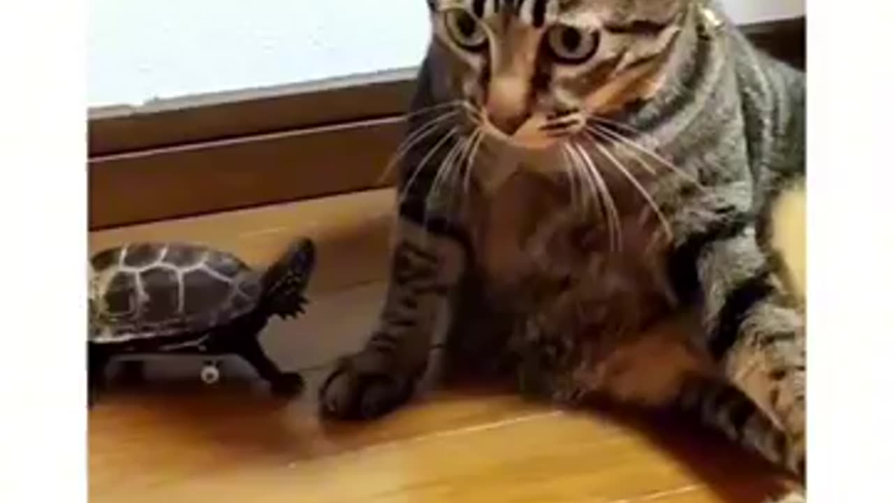 cat and turtle, heartwarming animal video, interspecies friendship