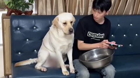 Dog's Comedy Videos 🤣 so cute videos 😍