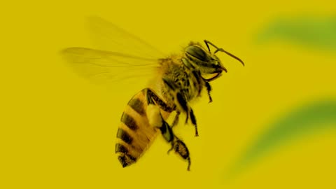 Bee Hum With Me - New NFT Pop Dance Song Release!