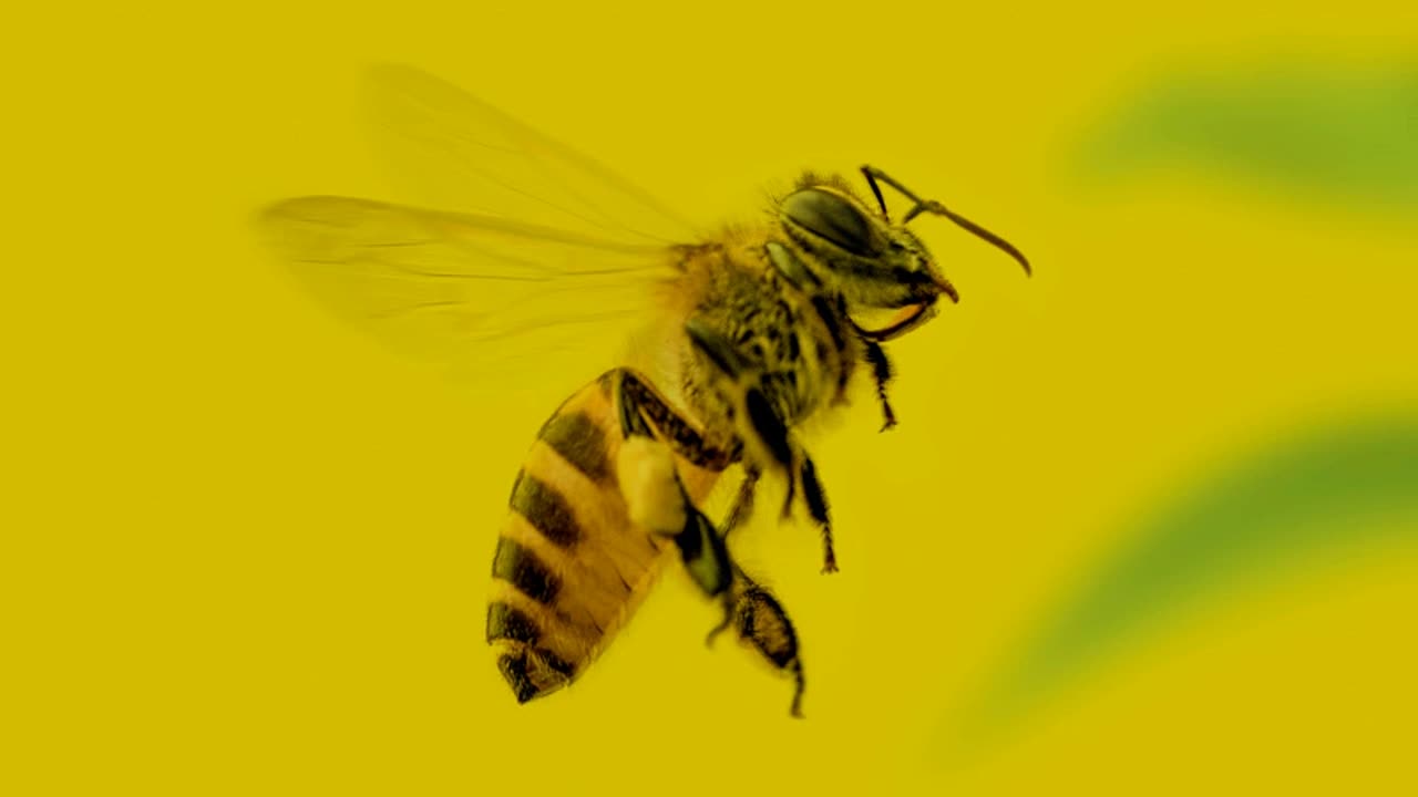 Bee Hum With Me - New NFT Pop Dance Song Release!