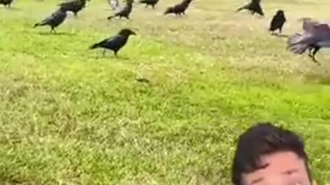 Dont Fack with the Crows