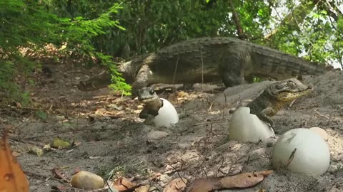 Amazing: Sneaky croc camera captures incredible footage | Spy in the Wild - BBC