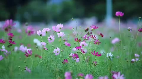 Flowers and many other other flowers that connect with nature
