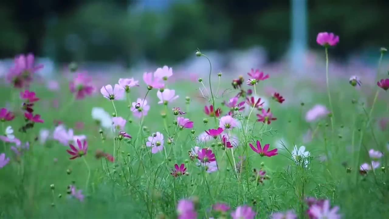 Flowers and many other other flowers that connect with nature