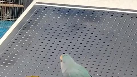 Highly intelligent bird