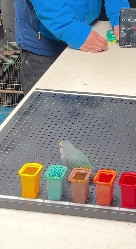 Highly intelligent bird