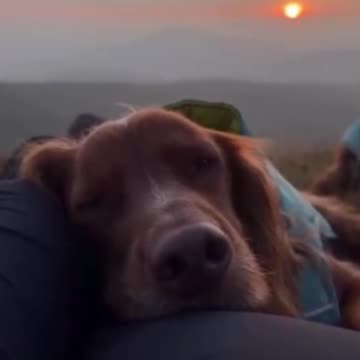 The only view a dog cares about.. 😊