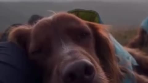 The only view a dog cares about.. 😊