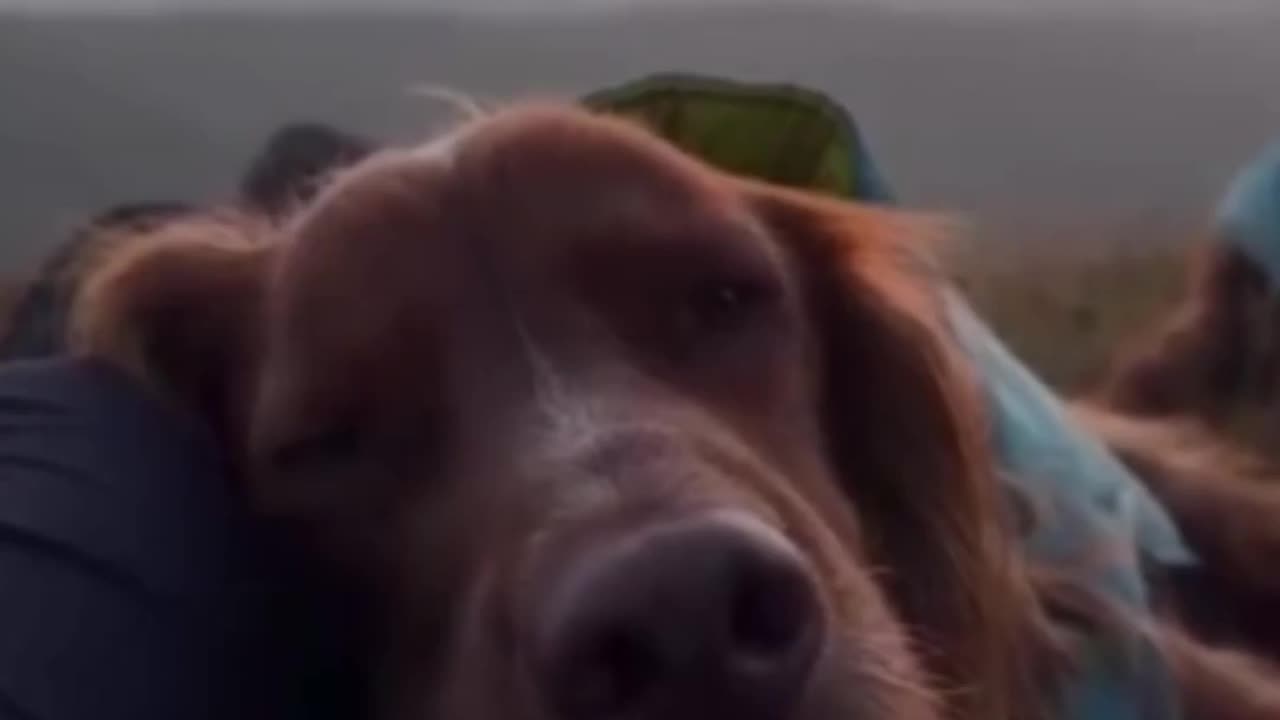 The only view a dog cares about.. 😊