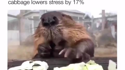 Stress Reliever